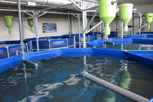 bomba de calor para la piscina de acuicultura